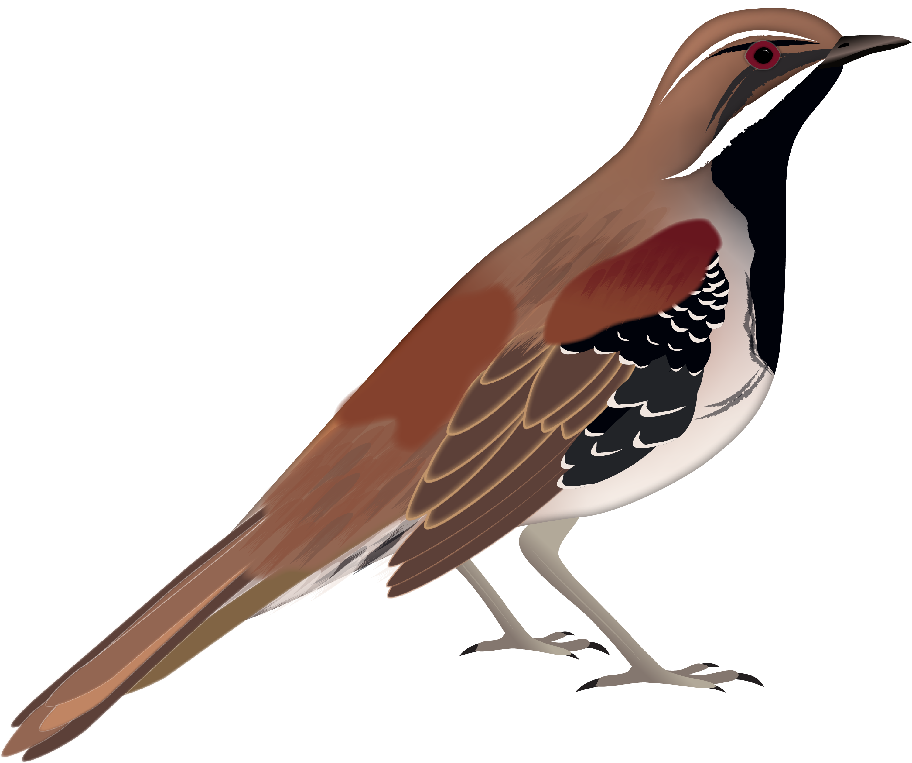 Chestnut Quail-thrush